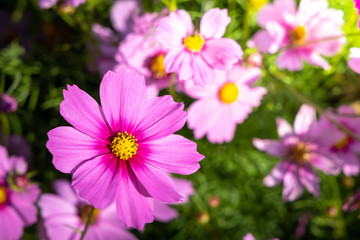  Beautiful Cosmos flowers in garden. Nature background.