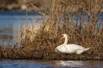 Mute swan (Cygnus olor) eurasian species of red billed swan in waterfowl family Anatidae, Anseriformes, documentary photo of mute swan in natural habitat at Drava river shore