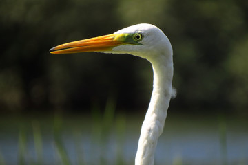 Great egret (Ardea alba) or common egret, large white heron, documentary photo of large waterbird with white plumage, yellow beak and black legs in natural habitat