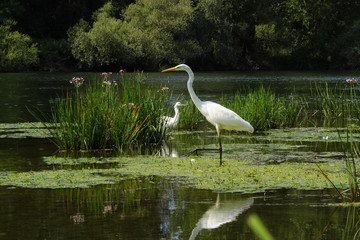 Great egret (Ardea alba) or common egret, large white heron, documentary photo of large waterbird with white plumage, yellow beak and black legs in natural habitat