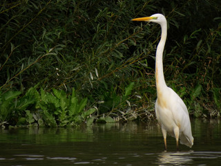 Great egret (Ardea alba) or common egret, large white heron, documentary photo of large waterbird with white plumage, yellow beak and black legs in natural habitat