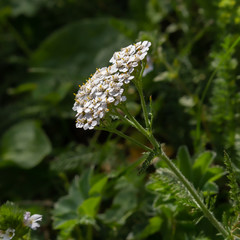 Alpine flower Achillea Millefolium (Common yarrow) at 1700 m. of altitude. The plants of the genus Achillea have various medicinal properties and are the basis of various tonic liquor.