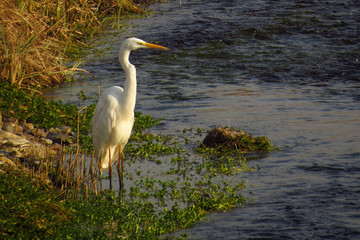 Great egret (Ardea alba) or common egret, large white heron, documentary photo of large waterbird with white plumage, yellow beak and black legs in natural habitat