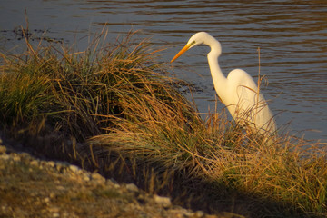 Great egret (Ardea alba) or common egret, large white heron, documentary photo of large waterbird...