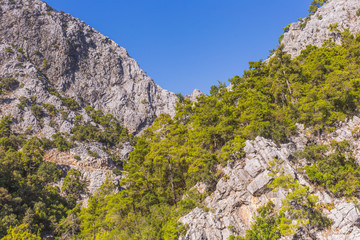 Beautiful sunny mountainside landscape. Clear blue sky, high mountains with green fresh trees growing on hills.