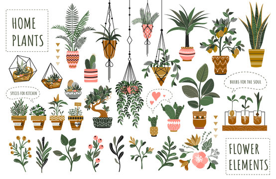 Featured image of post Hanging Plant Vector
