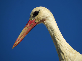 White stork (Ciconia ciconia) male bird in the nest, early spring storks prepairing for breeding season