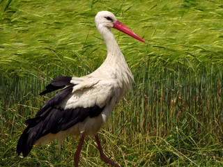 White stork (Ciconia ciconia) in the fields ccatching and searching for food on the ground