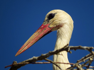 White stork (Ciconia ciconia) male bird in the nest, early spring storks prepairing for breeding season