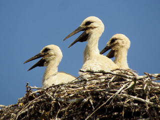 White stork (Ciconia ciconia) on the nest, juvenile birds in the nest with blue sky