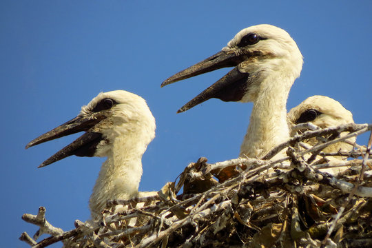 White stork (Ciconia ciconia) on the nest, juvenile birds in the nest with blue sky