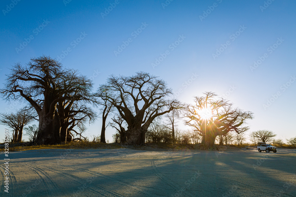 Poster Baines Baobabs