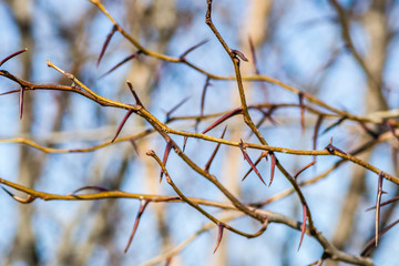  The spines on the branches of the local bushes 