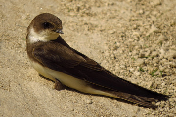 Sand martin (Riparia riparia) in natural habitat on the nest, nesting site. European sand martin, bank swallow or collared sand martin, a migratory passerine bird in the swallow family Hirundidae