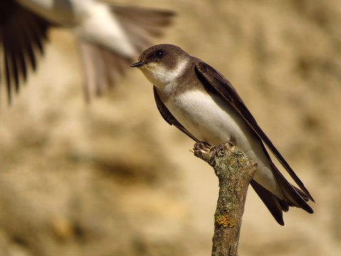 Sand martin (Riparia riparia) in natural habitat on the nest, nesting site. European sand martin, bank swallow or collared sand martin, a migratory passerine bird in the swallow family Hirundidae