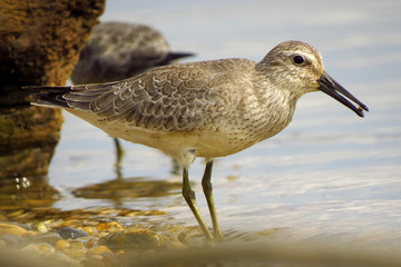 Red knot (Calidris canutus) medium-sized shorebird breedng in tundra wader sandpier bird, Scolopacidae