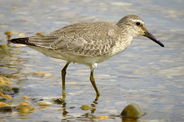 Red knot (Calidris canutus) medium-sized shorebird breedng in tundra wader sandpier bird, Scolopacidae