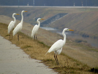 Great egret (Ardea alba) or common egret, large white heron, documentary photo of large waterbird with white plumage, yellow beak and black legs in natural habitat