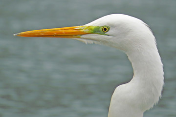 Great egret (Ardea alba) or common egret, large white heron, documentary photo of large waterbird with white plumage, yellow beak and black legs in natural habitat