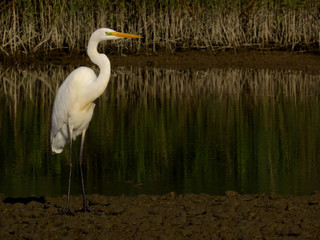 Great egret (Ardea alba) or common egret, large white heron, documentary photo of large waterbird with white plumage, yellow beak and black legs in natural habitat