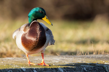 Mallard (Anas platyrhynchos) or wild duck, a common dabbling duck, Anseriformes, Anatidae
