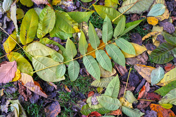 colorful autumn leaves