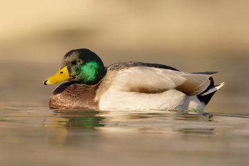 Mallard (Anas platyrhynchos) or wild duck, green head male wild duck mallard, a common dabbling duck, Anseriformes, Anatidae