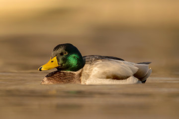 Mallard (Anas platyrhynchos) or wild duck, green head male wild duck mallard, a common dabbling duck, Anseriformes, Anatidae