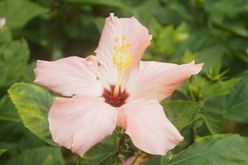 hibiscus