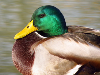 Mallard (Anas platyrhynchos) or wild duck, green head male wild duck mallard, a common dabbling duck, Anseriformes, Anatidae