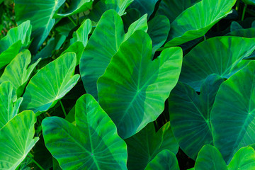 Giant taro Green weed in tropical wetlands There are large green leaves resembling the elephant's ear. Can be used as pet food.
