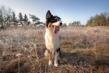 Australian shepherd