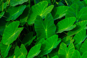 Giant taro Green weed in tropical wetlands There are large green leaves resembling the elephant's ear. Can be used as pet food.