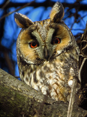 Long-eared owl (Asio otus), northern long eared owl or lesser horned owl, cat owl, medium-sized typical owl, family Strigidae. Slim and long winged owl with erectile ear tufts