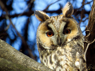 Long-eared owl (Asio otus), northern long eared owl or lesser horned owl, cat owl, medium-sized typical owl, family Strigidae. Slim and long winged owl with erectile ear tufts