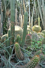 Kaktusy w palmiarnii, Poznań