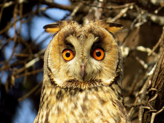 Long-eared owl (Asio otus), northern long eared owl or lesser horned owl, cat owl, medium-sized typical owl, family Strigidae. Slim and long winged owl with erectile ear tufts