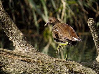Common moorhen (Gallinula chloropus) waterhen, swamp chicken or common gallinule, waterbird in rail...
