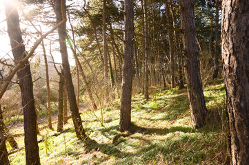 Wald im Frühjahr mit Nadelbäumen und gegenlicht