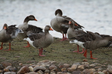 Beautiful ducks sunbathing and swimming in the water