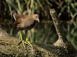 Common moorhen (Gallinula chloropus) waterhen, swamp chicken or common gallinule, waterbird in rail...