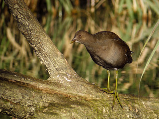 Common moorhen (Gallinula chloropus) waterhen, swamp chicken or common gallinule, waterbird in rail...