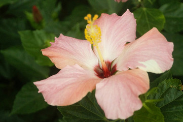 Obraz premium hibiscus