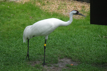 A white bird looking for food