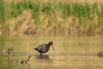 Spotted redshank (Tringa erythropus) searching for food and feeding in shallow water