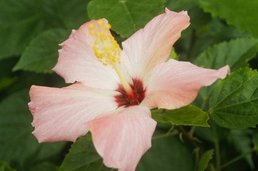 Fototapeta na wymiar hibiscus