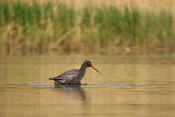Spotted redshank (Tringa erythropus) searching for food and feeding in shallow water