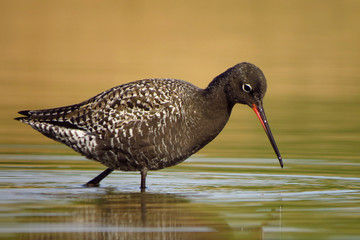 Spotted redshank (Tringa erythropus) searching for food and feeding in shallow water