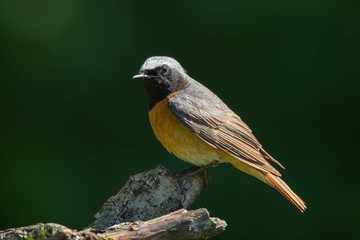 Redstart Perched