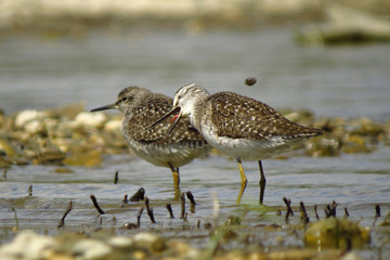 Wood sandpiper (Tringa glareola), a small wader, eurasian smallest shank, mid-sized long-legged...
